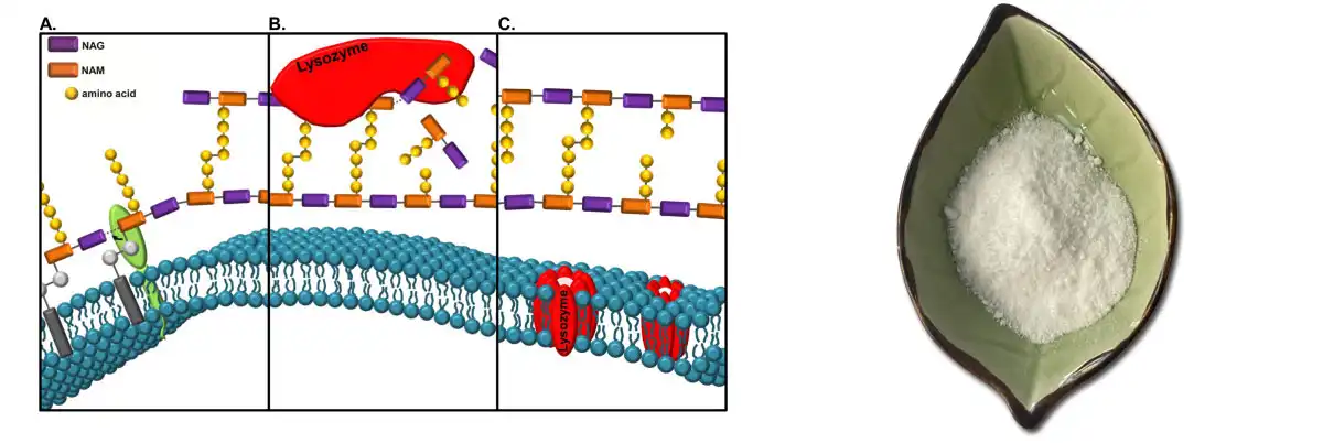 Lysozyme Supplier.jpg